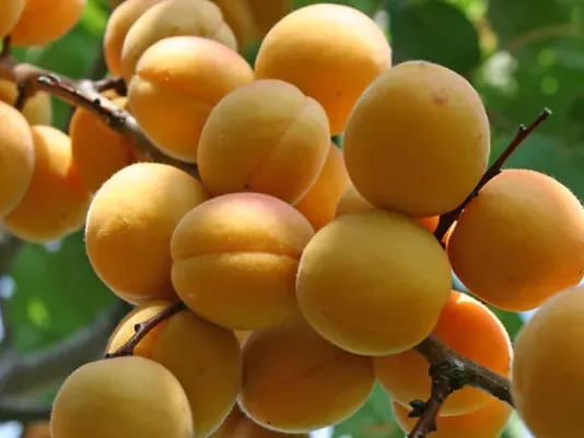 Apricot – ingredient of the dish