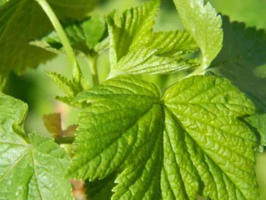 Currant leaves – recipe ingredient