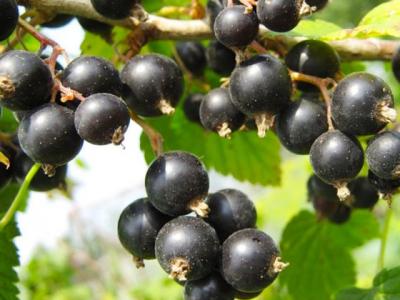 Blackcurrant – recipe ingredient