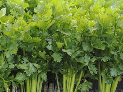 Celery leaves– recipe ingredient
