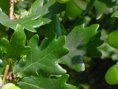 Листья дуба – ингредиент рецептов