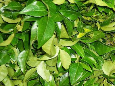 Листья карри – пряность, ингредиент рецепта