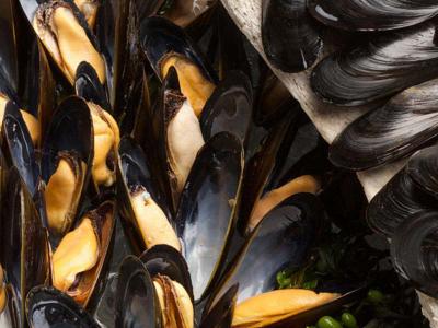 Mussels – recipe ingredient