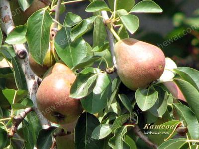 Pears – recipe ingredient