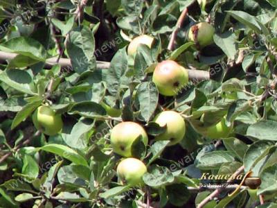 Яблоки – ингредиент рецептов