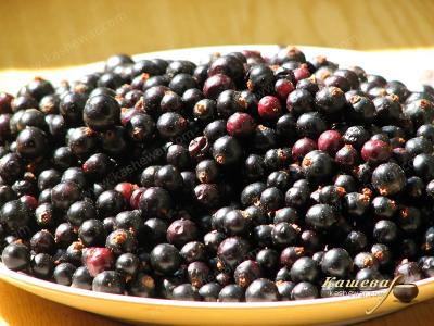 Preparing black currants for grinding with sugar