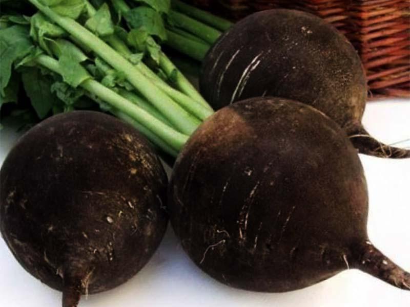 Black radish – recipe ingredient