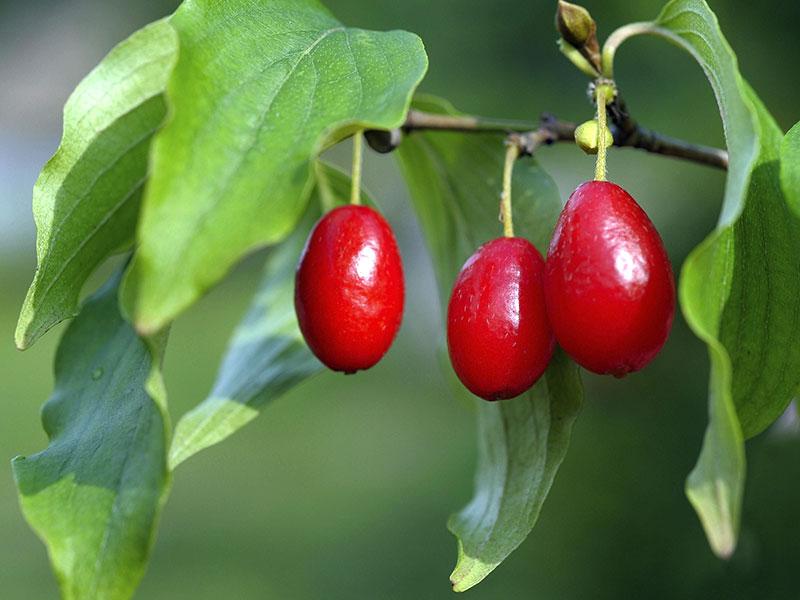 Dogwood berries  – ингредиент рецептов