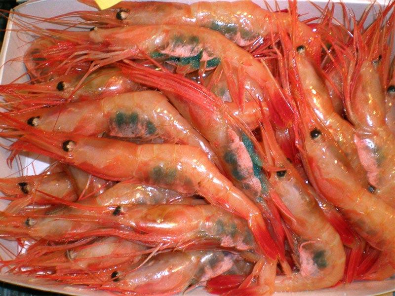 Shrimps – recipe ingredient