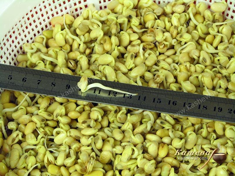 Soybean sprouts – recipe ingredient